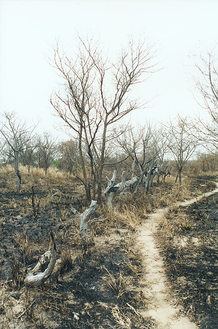 Photo of footpath in field