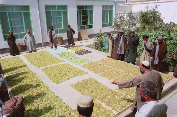 Experimental forms of grape drying on display for raisin traders in Qandahar
