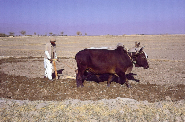 Agricultural Production in Afghanistan generally involves animal labor, wooden implements, and ropes