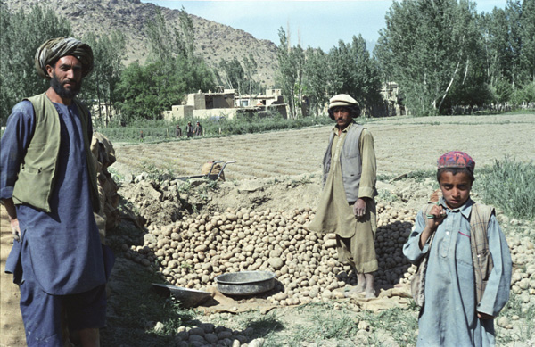 Potatos were introduced to Afghanistan in the context of the events leading up the first Anglo-Afghan war. According to Vigne, pages 173-4, the British Political Agent stationed in Ludiana Claude Wade sent the first batch to Nawab Jabar Khan in Kabul