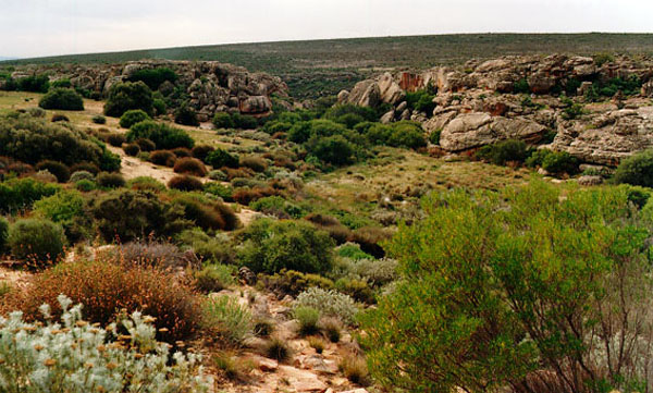 At elevation and with limited perennial water, landscapes such as this were used regularly by Khoisan, then subsequently claimed as loan farms by settlers and Khoisan or mixed-race individuals. In this region, Cornelis Koopman claimed Doornbosch in 1754 [see map 3.9 and table 3.8] while the nearby Onrust was claimed by Barend Lubbe and then by his son Frans (1750–1791). [See map 7.4 and table 7.6.]