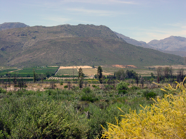 This mix of native plants, planted trees, and agricultural fields abutting the rocky slopes of the Cedarberg suggest the work that settlers undertook in order to colonize the Olifants River region.